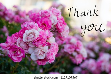 Pink Flowers Image Handwriting Thank You Stock Photo (Edit Now) 1129109567