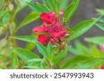 Pink flowers of Impatiens balsamina. balsam, garden balsam, rose balsam, touch-me-not, spotted snapweed. an annual plant.