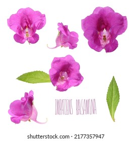 pink flowers of impatiens balsamina on a white background 
