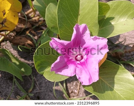 pink flowers Ipomoea pes-caprae, also known as bay hops, beach morning glory or goat's foot blooming on a sandy beach taken from top view