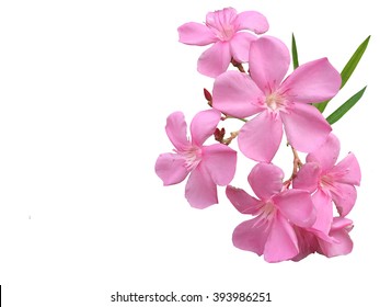 Pink Flowers Isolated Background