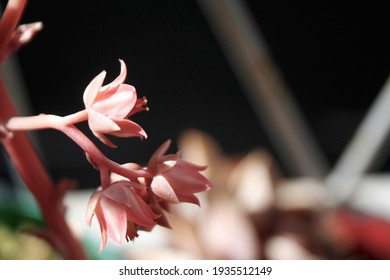 Pink flowers and leaves of decorative plant, balcony closeup