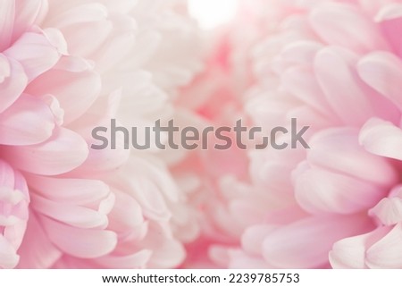 Pink flowers macro. Asters petals texture.Floral delicate wallpaper.Beautiful Floral background in pale pink and white colors. 