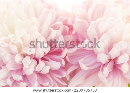 Pink flowers macro. Asters petals texture.Floral delicate wallpaper.Beautiful Floral background in pale pink and white colors. blooming Flowers macro isolated