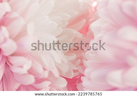 Pink flowers macro. Asters petals texture.Floral delicate wallpaper.Beautiful Floral background in pink and white colors. blooming Flowers macro isolated