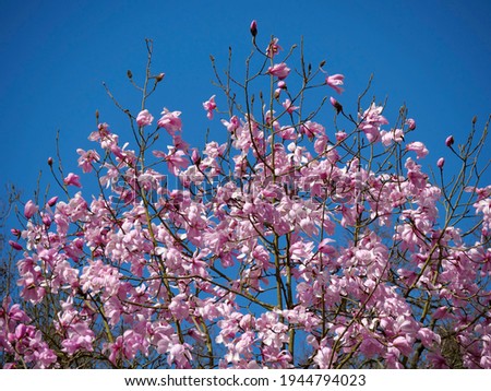 Pink flowers of magnolia campbellii blooming on the background of blue sky.Magnolia campbellii, or Campbell's magnolia originally grows in sheltered valleys in the Himalaya