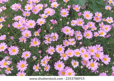  Pink flowers of Marguerite Daisy, Argyranthemum frutescens close-up. Floral background