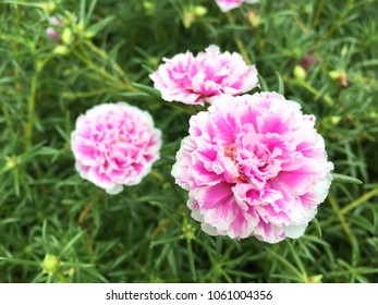 Purslane Pussley Rose Mose Sun Plant Stock Photo 512759740 Shutterstock