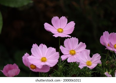 Pink flowers from my garden in Versailles, France. The 27 june 2021 - Shutterstock ID 2000061011