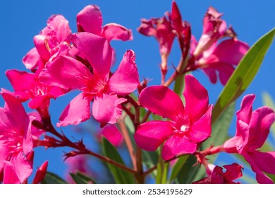 pink flowers (Nerium oleander ) against blue sky. Sunny day. selective focus - Powered by Shutterstock