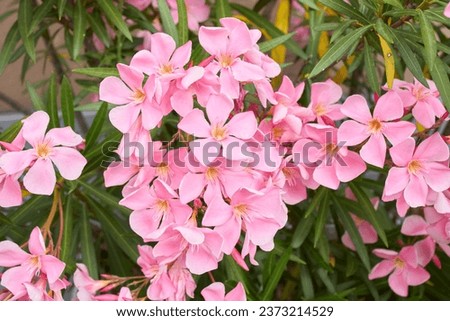 pink flowers of Nerium oleander shrub 