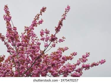 13 Bloemen achtergrond Images, Stock Photos & Vectors | Shutterstock