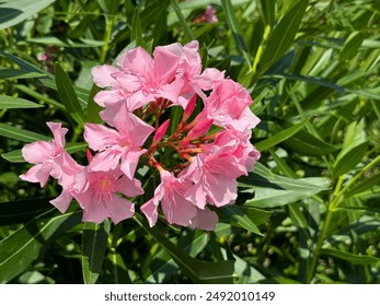  Pink flowers oleander nerium bush - Powered by Shutterstock