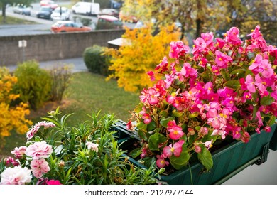 Pink Flowers On The Balcony And Orange Tree In The Garden In Autumn. Natural Floral Background. Home Gardening, Autumn Season. 4K UHD