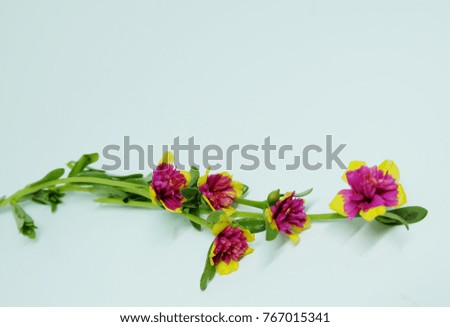 Similar – Tropical palm leaves and exotic flower frames