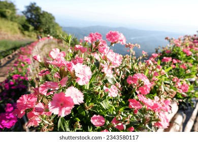 Pink flowers on wooden fence with mountain view surrounding bright morning - Powered by Shutterstock