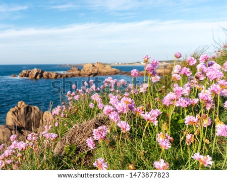 Pink flowers over Guernsey cliff path