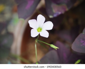 Pink flowers, Oxalis purpurea (Oxalis triangularis) bloom prominently on purple leaves.