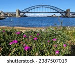 Pink flowers in the park and a view of Sydney Harbour Bridge from Blues Point, Sydney, Australia. Sydney Harbour Bridge view with flowers.