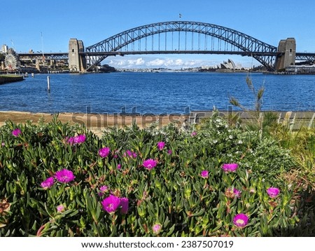 Pink flowers in the park and a view of Sydney Harbour Bridge from Blues Point, Sydney, Australia. Sydney Harbour Bridge view with flowers.