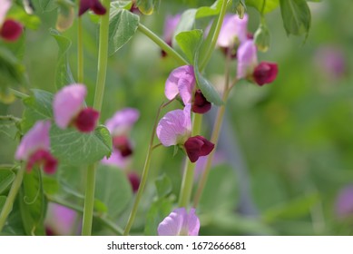 Pink Flowers Of Pea Plant