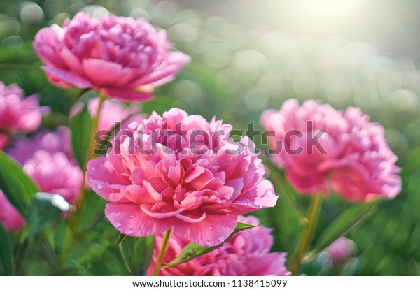 Pink flowers peonies flowering on  background\
pink peonies. Peonies garden.  \
