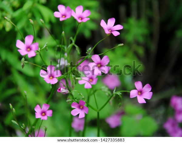 Pink Flowers Pinksorrel Windowbox Woodsorrel Sourgrass Stock Photo Edit Now