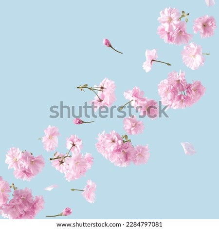 Pink flowers with place for text on a blue sky background. Spring and Summer aesthetic pastel concept.