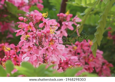 Pink flowers of Rainbow Shower Tree or Cassia javanica are origin in Southeast Asia and has been extensively grown in tropical areas worldwide as a garden tree owing to beautiful pink flower bunches.