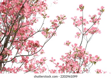 The Pink Flowers Of A Raspberry Tree