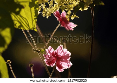 Similar – Image, Stock Photo Flower store (7) anemone