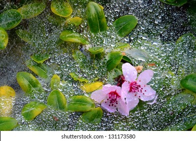 Pink flowers resting on web and green leafs covered in morning dew.