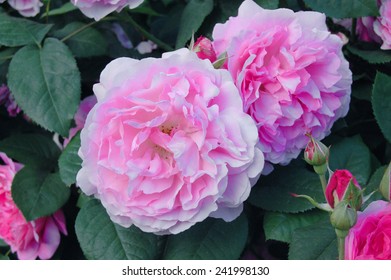 Pink Flowers Of Rosa Astrid Lindgren