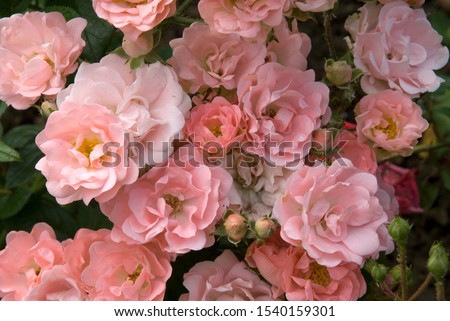 Pink flowers of Rose Souvenir d'Adolphe Turc