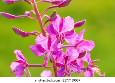 Pink flowers Rosebay Willowherb (Epilobium angustifolium) close up