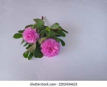 36 228件の イラスト ピンク花 おしゃれ の写真素材 画像 写真 Shutterstock