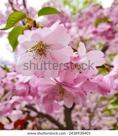 Pink flowers of sakura, spring vibe