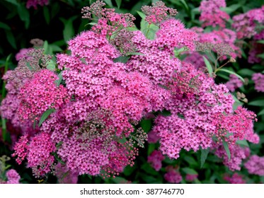 Japanese Spirea High Res Stock Images Shutterstock