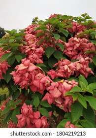 Pink Flowers Tree In Cubbon Park