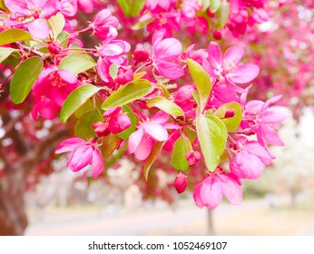 Pink Flowers In Washington Park In Denver, Colorado, USA