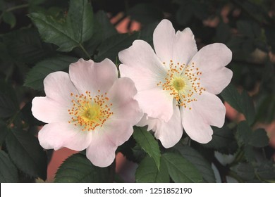 pink flowers of wild rose