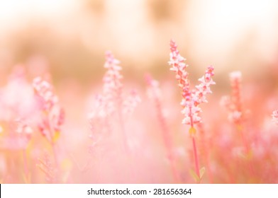 Pink Flowers(blurry Background)