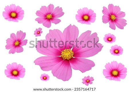pink flowers,pink background,Diecut picture,The picture of the flower has been cut.