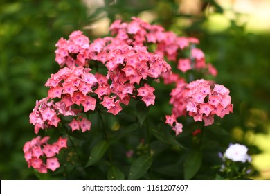 pink flox flowers close up photo on green garden background