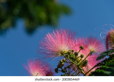 Red Acacia Blossoms High Res Stock Images Shutterstock