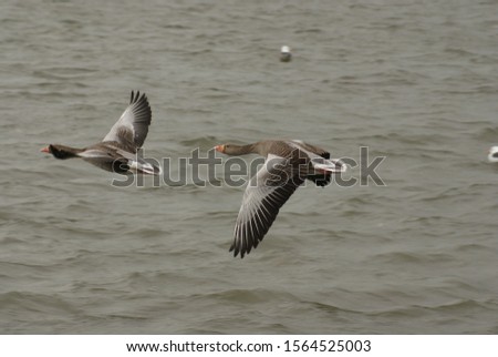 Pink footed geese graciously flying over a pond in Reykjavik, Iceland.