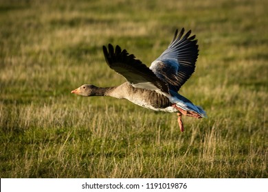 Pink Footed Goose Taking Off