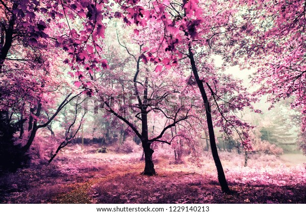 Download 73 Background Pink Forest HD Terbaik