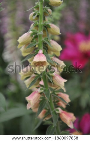 Pink foxglove (Digitalis) Polkadot Polly blooms in on an exhibition in May