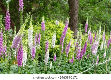 Pink foxglove flowers digitalis purpurea, on green background. Pink foxglove plant in the garden. Purple foxglove flowers in nature. - Powered by Shutterstock